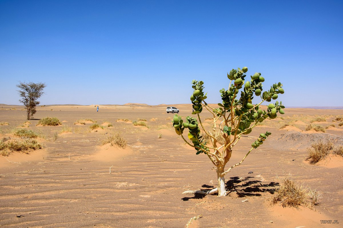 TP4_4820.jpg - Samotne drzewka na Saharze